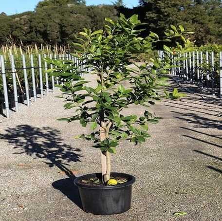 green lime flower seeds