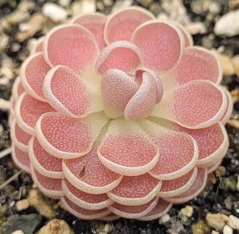 Pink Pinguicula Flower Seeds – Heirloom Non-GMO High Germination Organic Garden Seeds for Planting