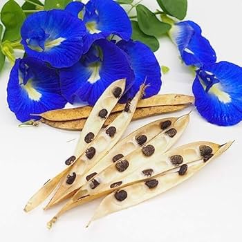 Astragalus Flower Seeds Blue for Planting – Heirloom Non-GMO High Germination Organic Seeds