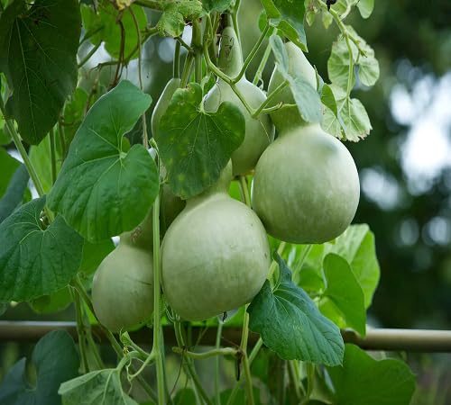 Giant Bottle Gourd Seeds – Heirloom, Non-GMO, High Germination Organic Garden Seeds Planting