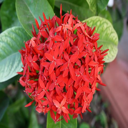 red ixora flower seeds
