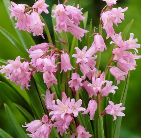 Pink Hyacinthoides Flower Seeds – Seeds for Planting, Heirloom, Non-GMO, High Germination Organic Garden Seeds