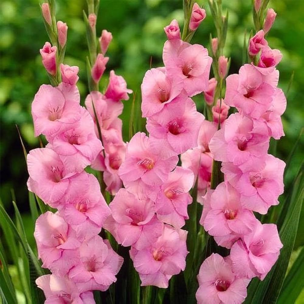 pink pink flower seeds