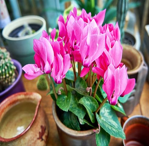 pink cyclamen flower seeds