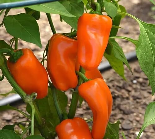 Pepper Orange Seeds – Heirloom, Non-GMO, High Germination Organic Garden Seeds Planting