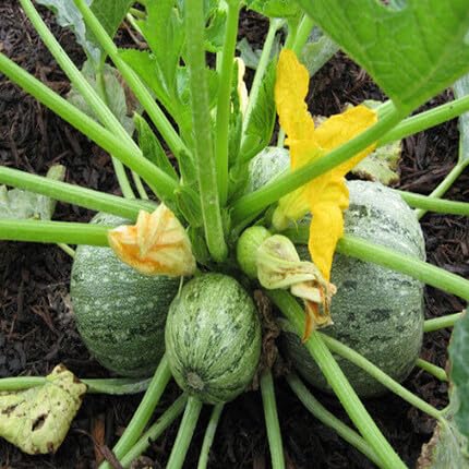 Grüne Kürbiskerne – Alte Sorte, gentechnikfrei, hohe Keimrate, Bio-Gartensamen zum Pflanzen