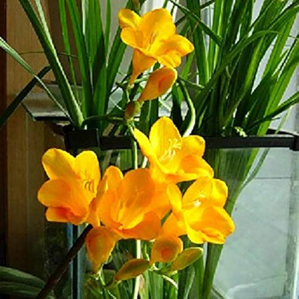 yellow sunrise flower seeds