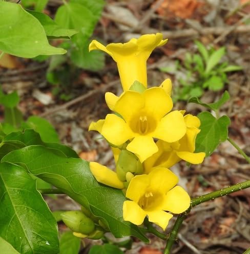 Yellow Amphilophium Crucigerum Flower Seeds for Planting – Heirloom, Non-GMO, High Germination Organic Garden Seeds