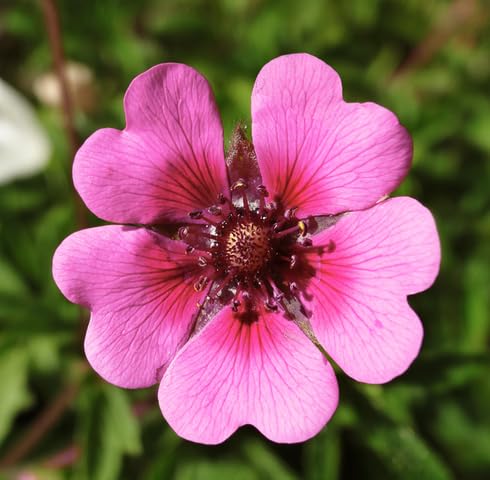 Pink Potentilla Nepalensis Flower Seeds – Seeds for Planting, Heirloom, Non-GMO, High Germination Organic Garden Seeds