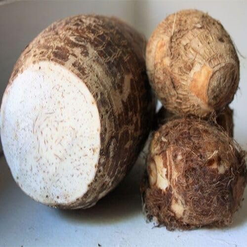 Brown Taro Seeds – Heirloom, Non-GMO, High Germination Organic Garden Seeds Planting