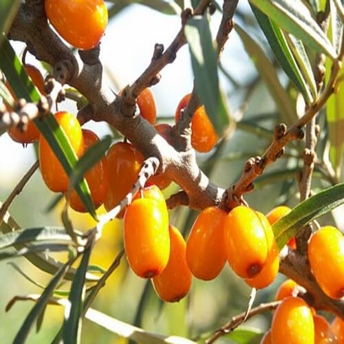 Hippophae Rhamnoides Seeds – Heirloom, Non-GMO, High Germination Organic Garden Seeds