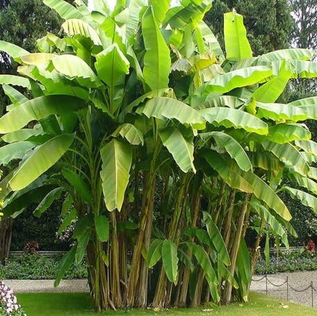 Semillas de plátano verde – Reliquia, sin OMG, alta germinación, semillas de jardín orgánicas
