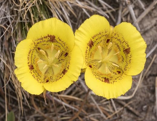 Calochortus Flower Seeds – Heirloom, Non-GMO, High Germination Organic Garden Seeds for Planting