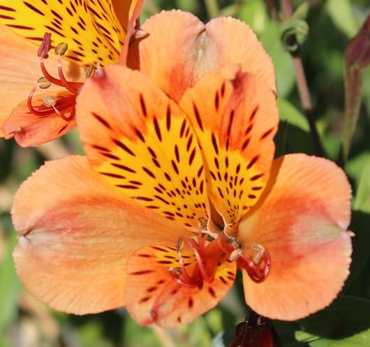 alstroemeria flower heirloom non-gmo seeds