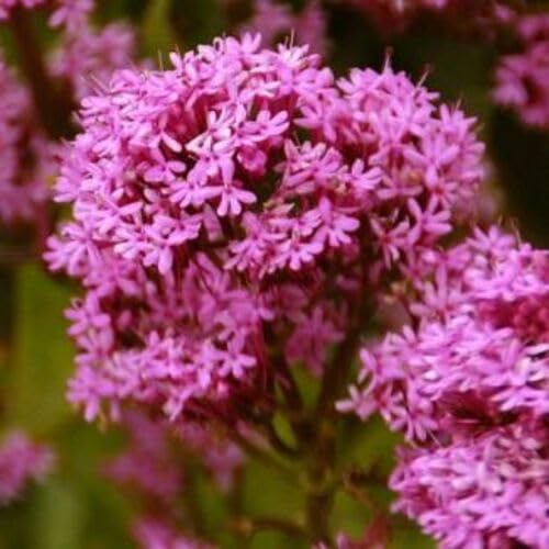 Pink Valerian Flower Seeds for Planting – Heirloom, Non-GMO, High Germination