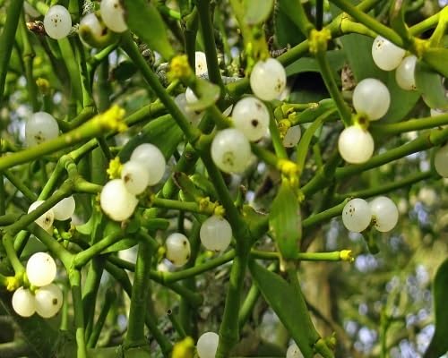 Mistletoe Seeds Heirloom Non-GMO High Germination Organic Garden Seeds for Planting