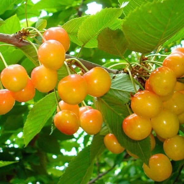 Yellow Cherry Seeds – Heirloom, Non-GMO, High Germination Organic Garden Seeds