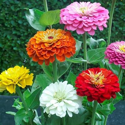 Zinnia Flowers Seeds Mixed – Heirloom Non-GMO High Germination Organic Garden Seeds