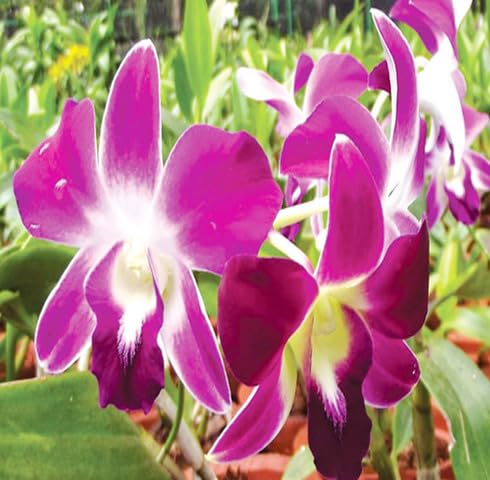 Purple White Orchid Flower Seeds Heirloom Non-GMO High Germination Organic Garden Seeds for Planting