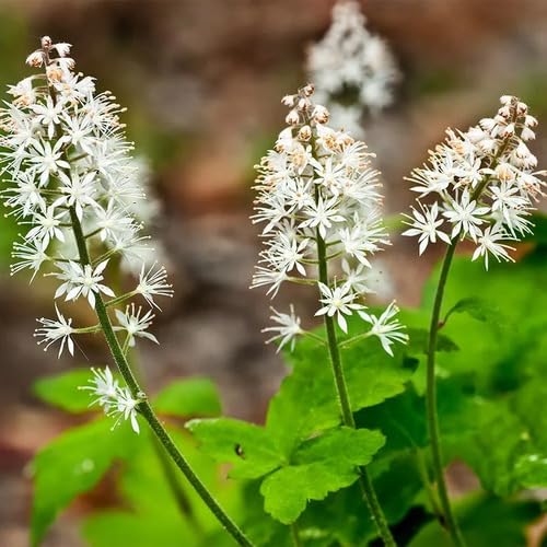 White Tiarella Flower Seeds Heirloom Non-GMO High Germination Organic Garden Seeds for Planting