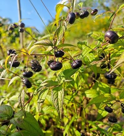 Black Ginseng Seeds – Heirloom, Non-GMO, High Germination Organic Garden Seeds