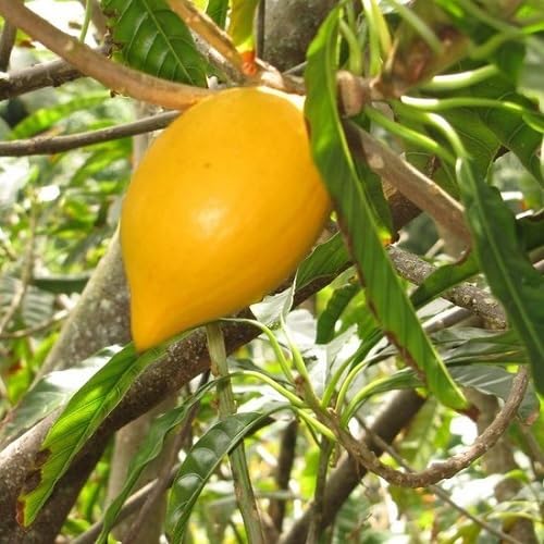 Yellow Canistel Seeds – Heirloom, Non-GMO, High Germination Organic Garden Seeds