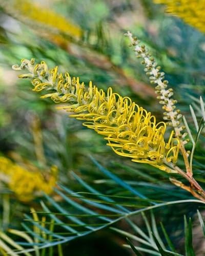 Grevillea Yellow Flower Seeds – Heirloom, Non-GMO, High Germination Seeds