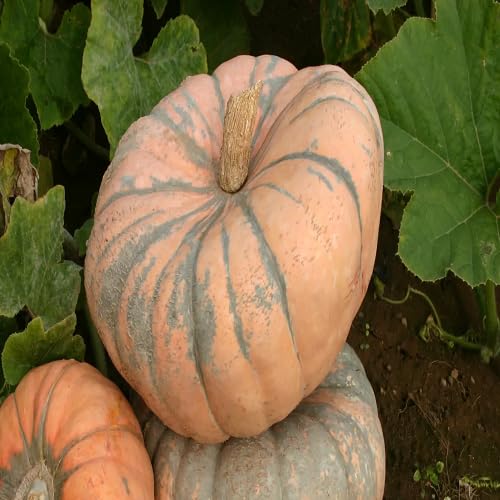 Pumpkin Seeds – Heirloom, Non-GMO, High Germination Organic Garden Seeds Planting