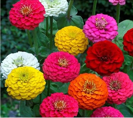 Red Zinnia Flower Seeds – Heirloom Non-GMO High Germination Organic Garden Seeds