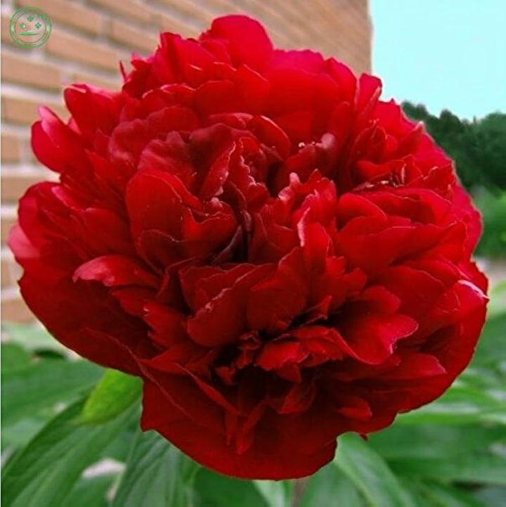 Chinese Tree Peony Seeds for Planting