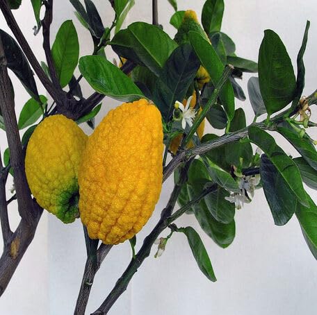Yellow Citron Seeds – Heirloom, Non-GMO, High Germination Organic Garden Seeds
