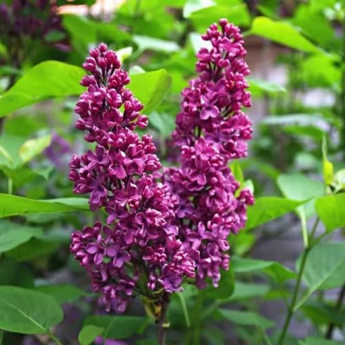 Purple Syringa Flower Seeds Heirloom Non-GMO High Germination Organic Garden Seeds for Planting