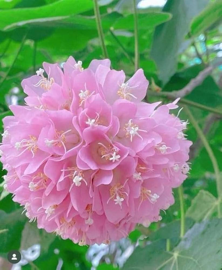 Light Pink Dombeya Flower Seeds – Heirloom, Non-GMO, High Germination Seeds