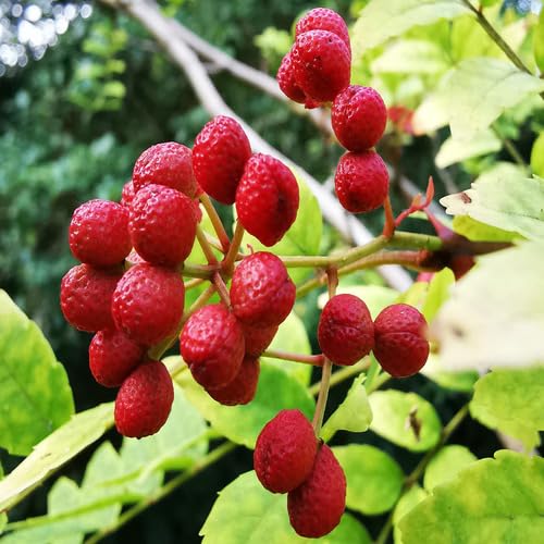 Semillas de Zanthoxylum Rojo Tradicionales No Modificadas Genéticamente de Alta Germinación Orgánicas para Jardín