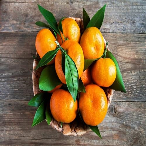 Clementine Seeds – Heirloom, Non-GMO, High Germination Organic Garden Seeds