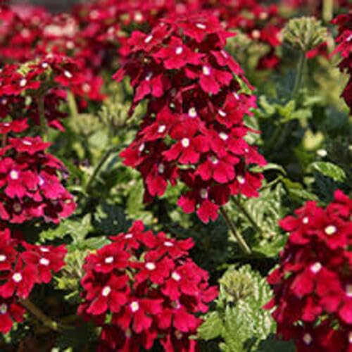 verbena flower flower seeds