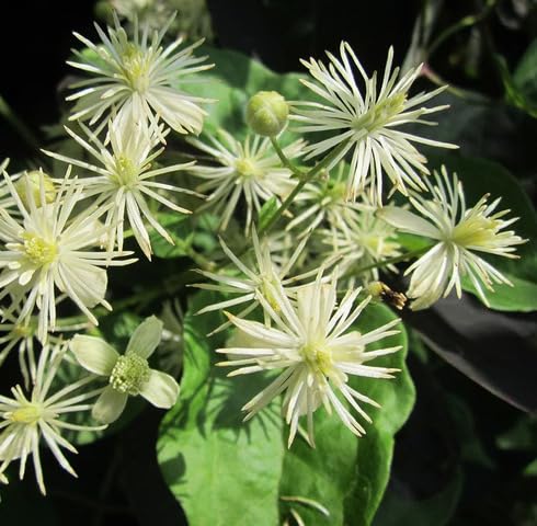 White Clematis Vitalba Flower Seeds – Heirloom, Non-GMO, High Germination Organic Garden Seeds for Planting
