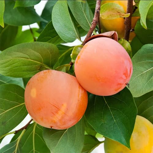 Orange Permission Seeds – Heirloom, Non-GMO, High Germination Organic Garden Seeds