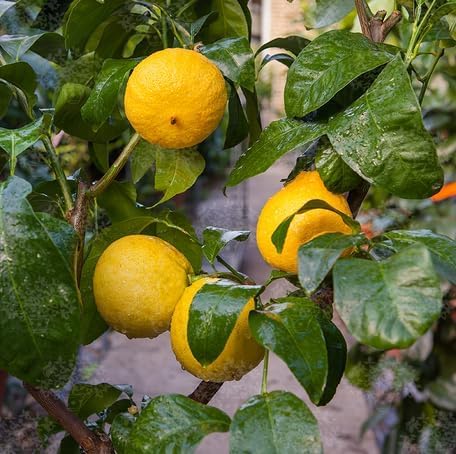 Semillas de Bergamota Naranja Amarilla, Cimarrón, No OGM, Alta Germinación, Semillas Orgánicas de Jardín para Plantar