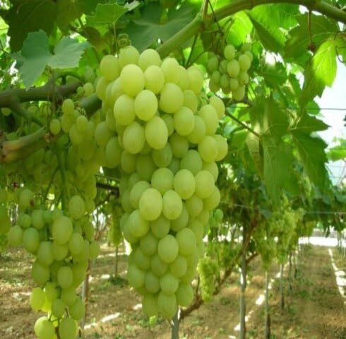Green Grapes Seeds – Heirloom, Non-GMO, High Germination Organic Garden Seeds