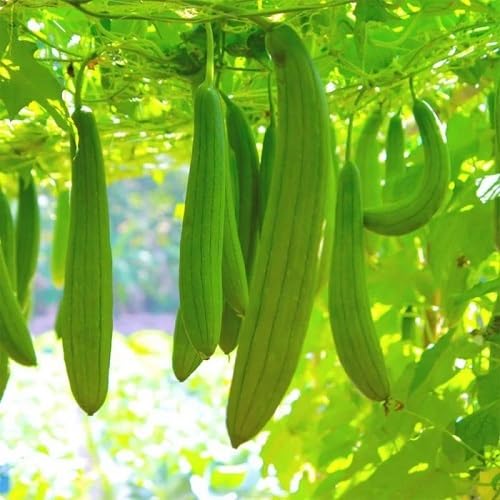 Luffa Green Seeds – Heirloom, Non-GMO, High Germination Organic Garden Seeds Planting