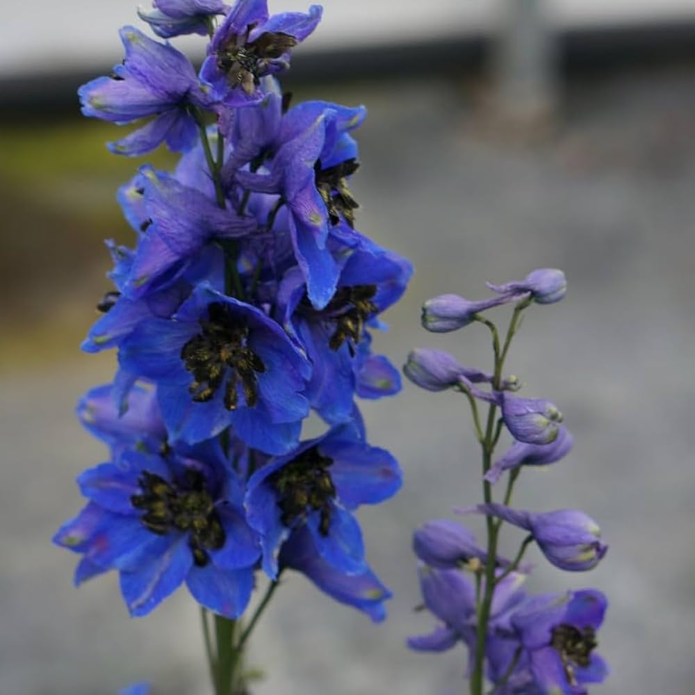 butterfly mix flower seeds