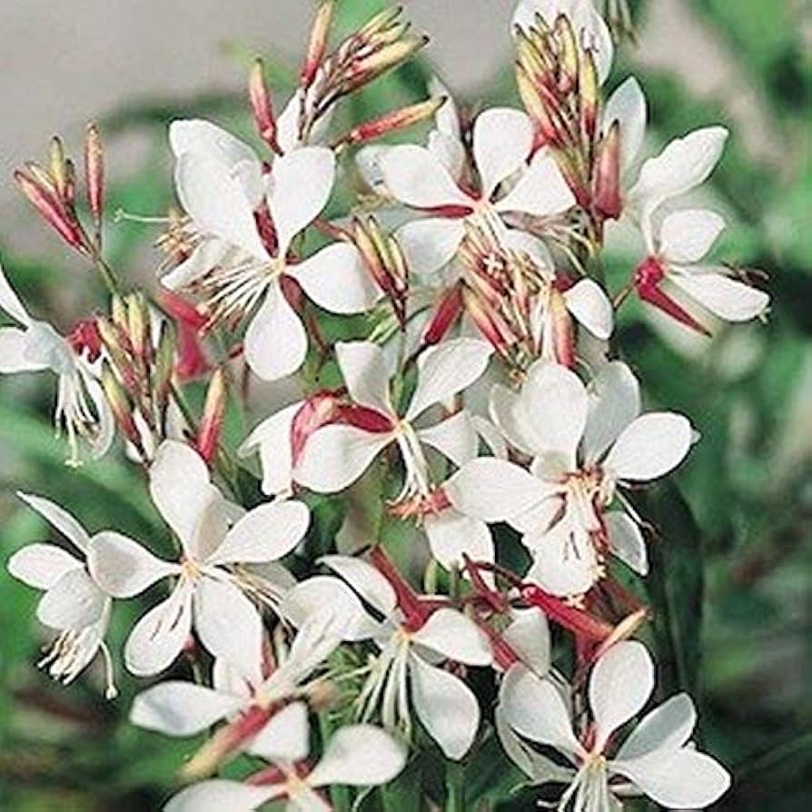 gaura lindheimeri flower seeds