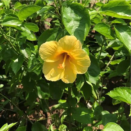 Yellow Hibiscus Flower Seeds – Heirloom Non-GMO High Germination Organic Garden Seeds