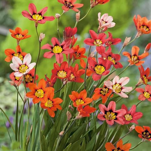 Mixed Sparaxis Flower Seeds – Heirloom, Non-GMO, High Germination Seeds