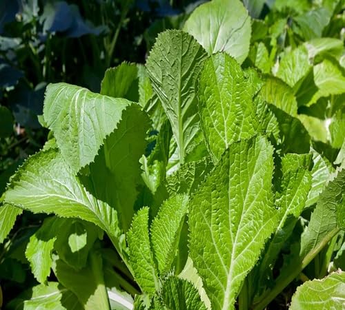 Green Mustard Seeds – Heirloom, Non-GMO, High Germination Organic Garden Seeds Planting