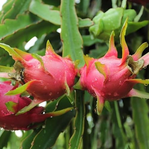 Pitaya Seeds – Heirloom, Non-GMO, High Germination Organic Garden Seeds