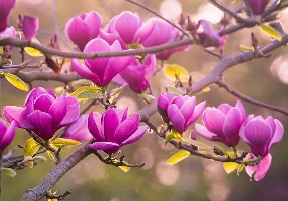 Magnolia Yulan Flower Seeds – Heirloom Non-GMO Organic Garden Seeds for Planting