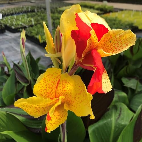 Red Yellow Canna Lily Flower Seeds – Heirloom Non-GMO High Germination Organic Garden Seeds
