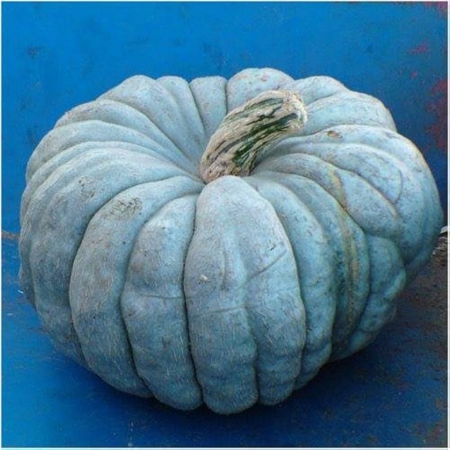 Blue Moon Pumpkin Seeds for Planting | Heirloom, Non-GMO, High Germination Seeds
